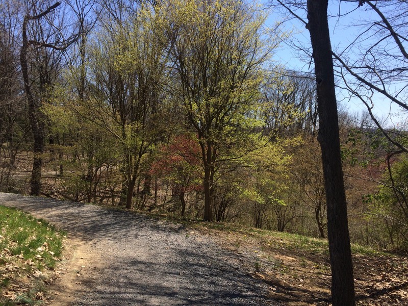 Trail at the arboretum