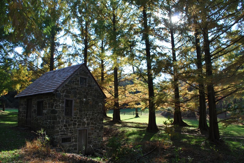 View of stone springhouse in grove of Dawn Redwood trees