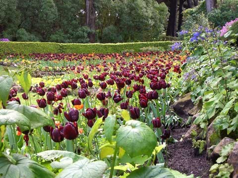 Queen Wilhelmina Tulip Garden in Golden Gate Park, San Francisco