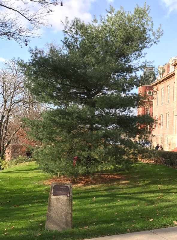 The beautiful white pine represents peace, democracy, and the five original Iroquois nations.