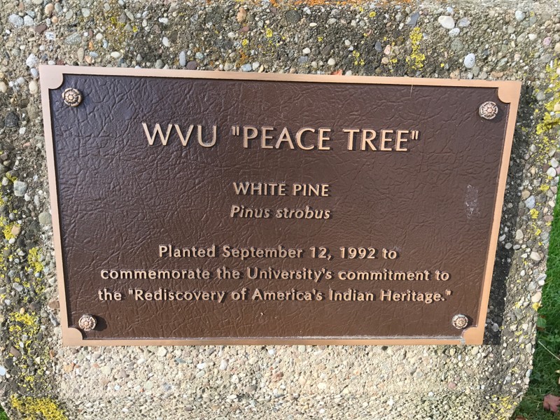 Plaque commemorating the Peace Tree.