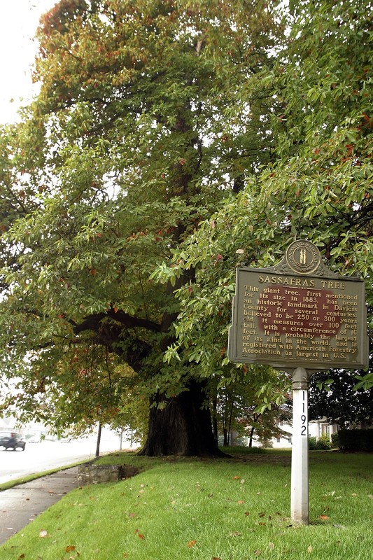 Sassafras Tree