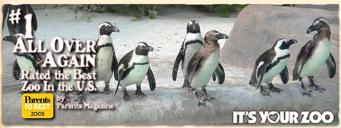 Penguins found at the zoo