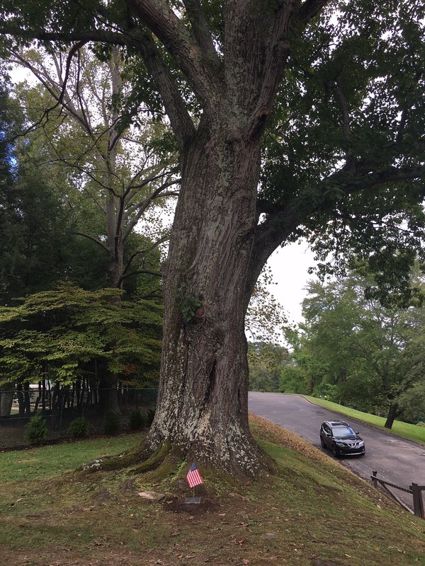 DAR Memorial Tree