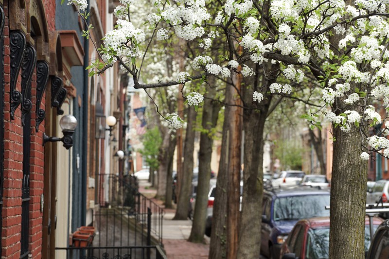 Trees in bloom along a street in the district.