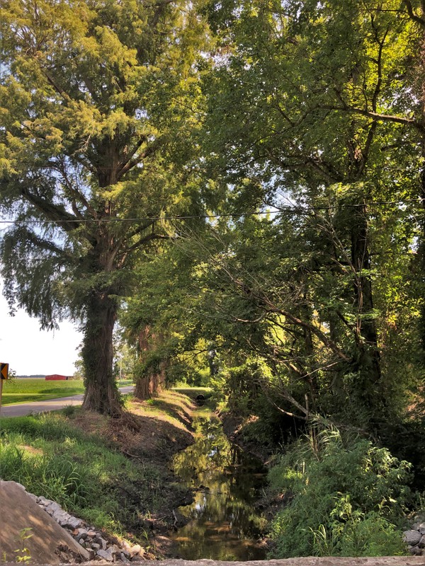 Plant, Natural landscape, Shade, Branch