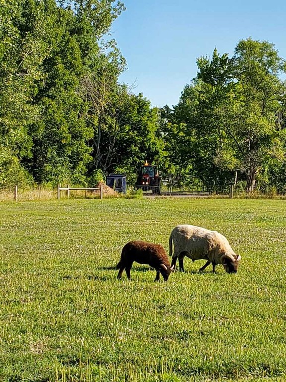 Joe and Bailey in ram pasture