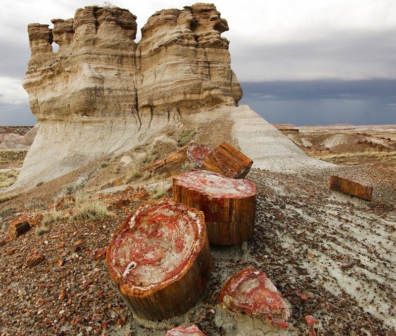 The petrified trees in the park are 225 million years old and are widely dispersed in the park.