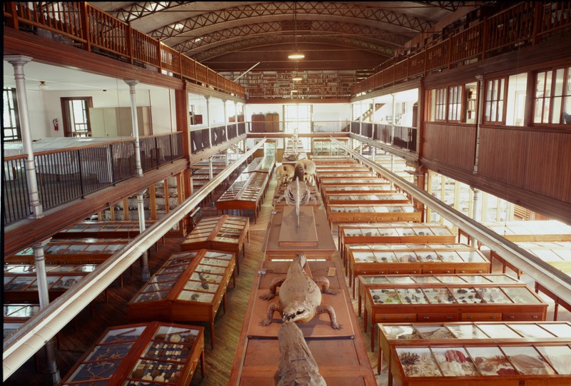 The second-floor science museum looks largely as it did after it was reorganized by Dr. Joseph Leidy in 1891.