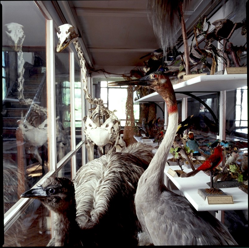 A behind-the-scenes look at part of the institute's avian collection when not on display.  