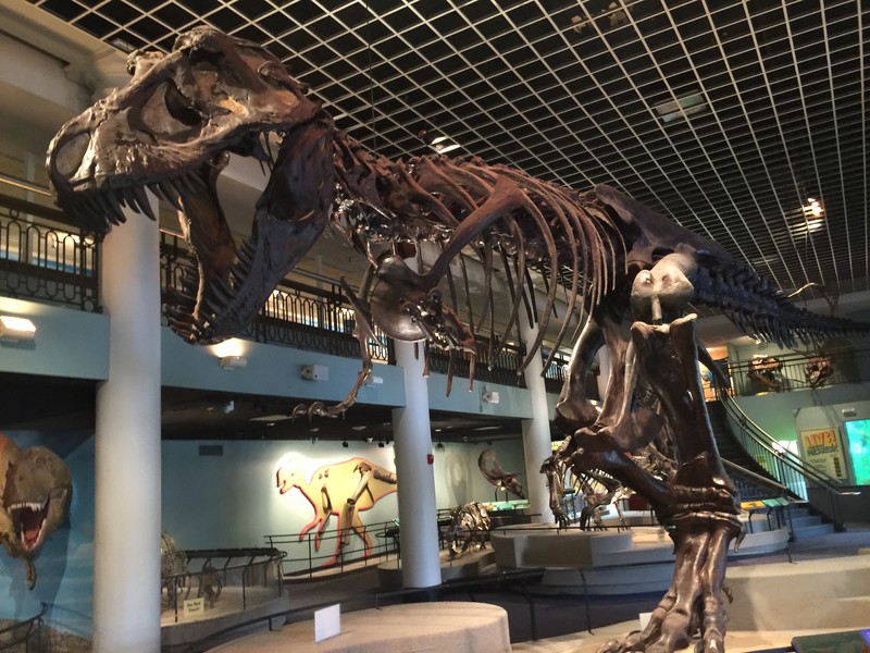 This full-size T. Rex is over 42 feet long and weighs in at 7.5 tons...when alive that is.  