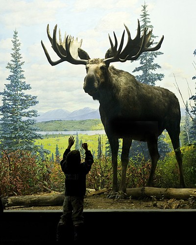 A young patron is dwarfed by a bull moose (not named Teddy Roosevelt) in the North American diorama exhibit.  