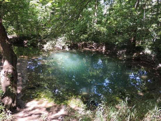 The Blue Hole springs at McConnell Springs Park.