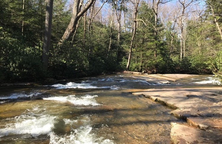 rushing water down a stream with bush like trees on each side of the flat rocked stream