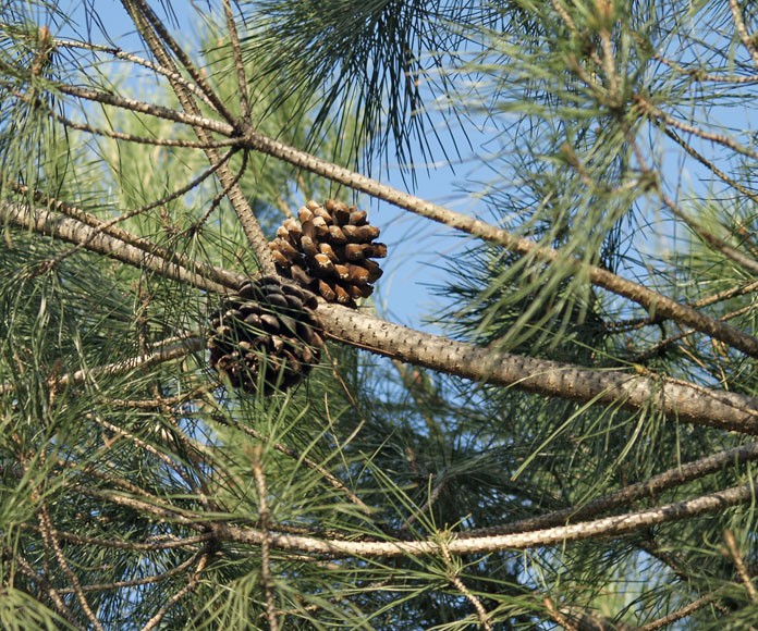 Plant, Sky, Branch, Larch