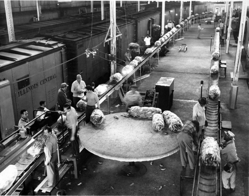 New Orleans workers prepare bananas for shipment throughout the US at the Poydras Street Wharf in 1957.