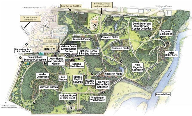 An aerial illustrated map of trails and points of interest at the National Arboretum.