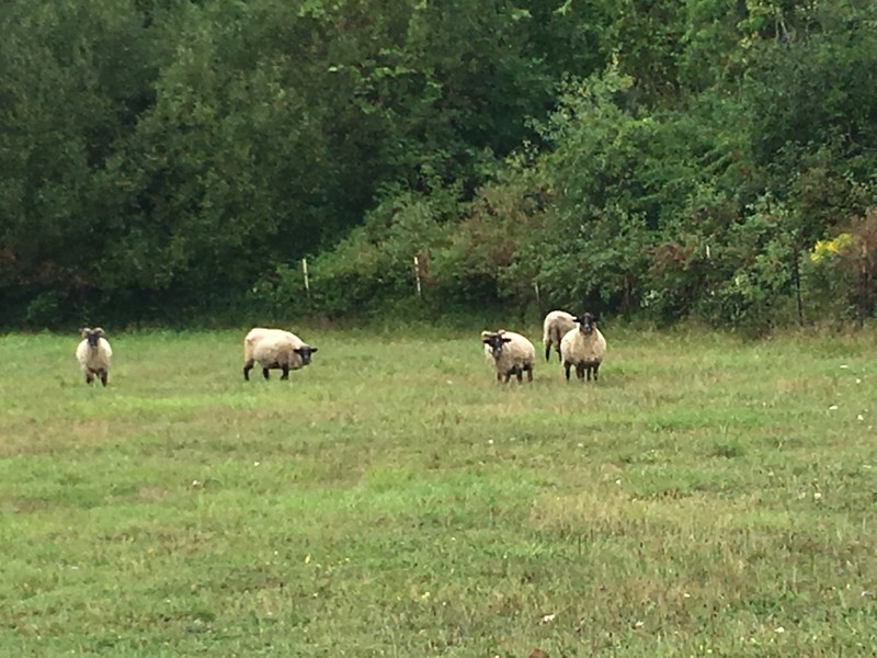 Ewes in the ewe pasture