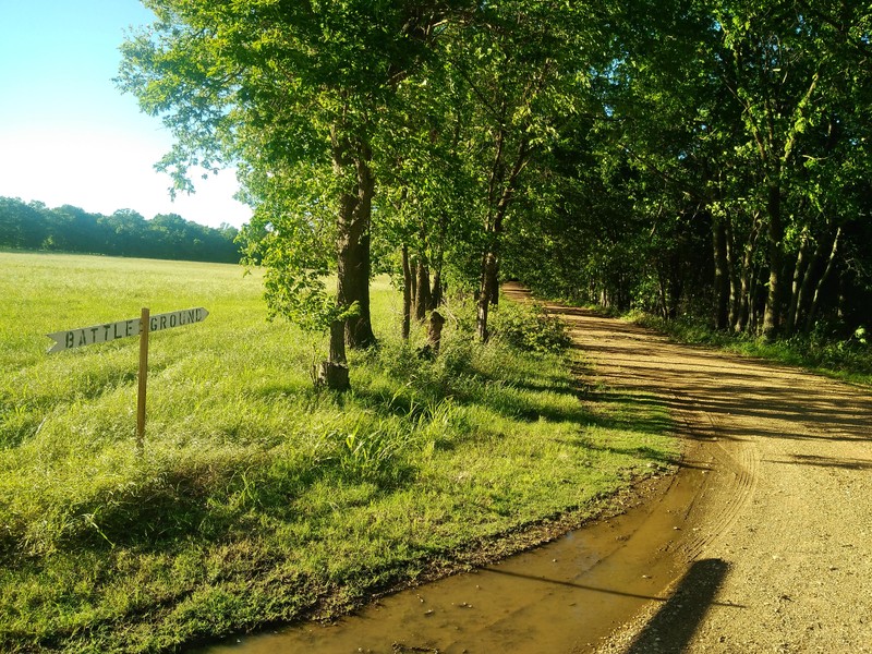 Natural landscape, Nature, Green, Tree