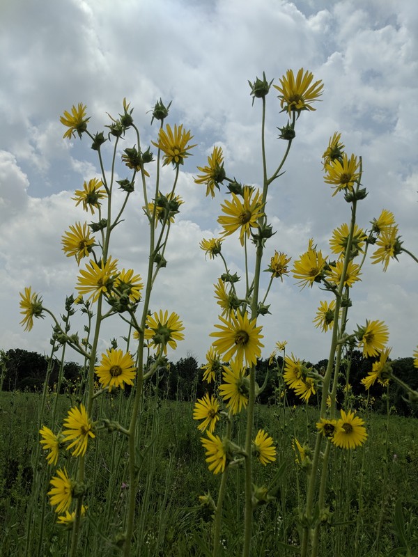 Wildflowers at Buffalo Trace