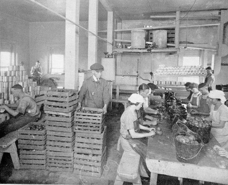 Photo taken in the Canning Factory, 1920