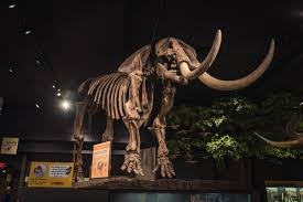 Elephants and Mammoths, Elephant, Horn, Tusk