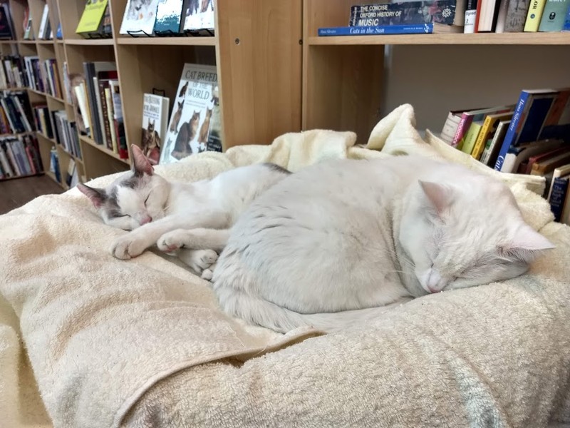 Sleepy Cat Books, a popular used bookstore currently located in the old Soda Water Works Building in downtown Berkeley