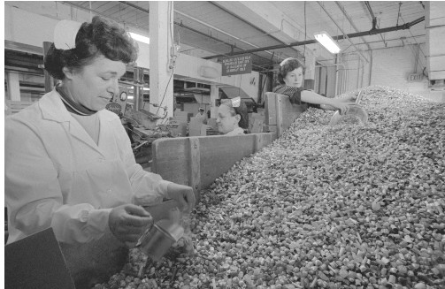 Women working in the Ludens Candy Factory sorting through cough drops