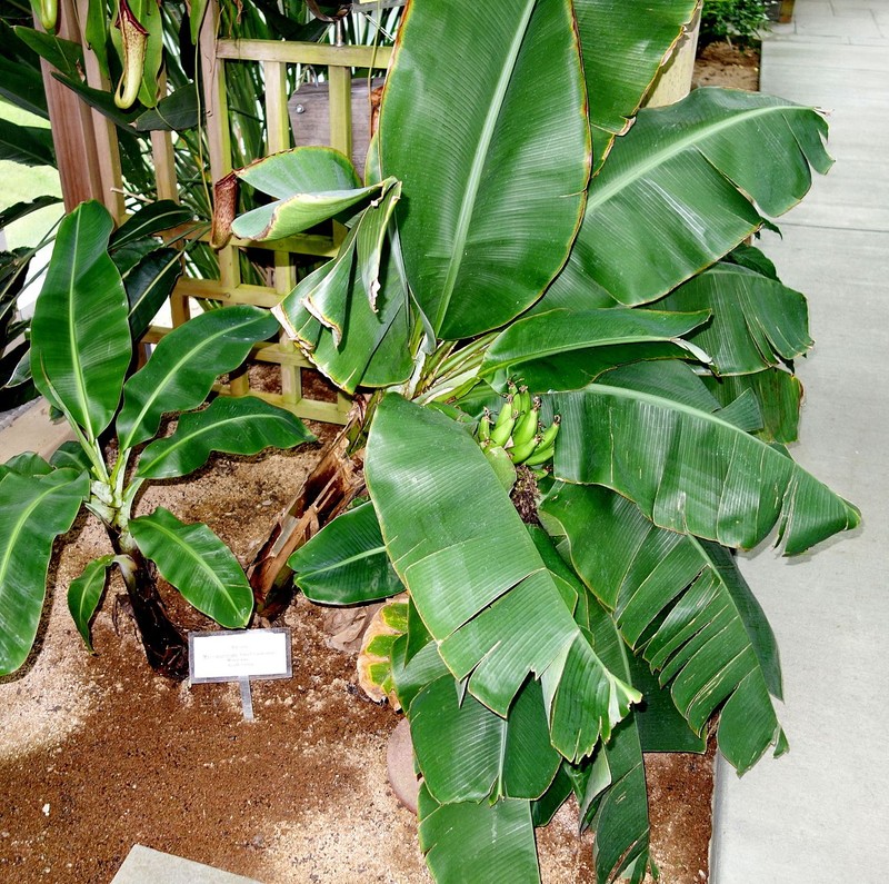 Musa acuminata, a species of banana, in the conservatory