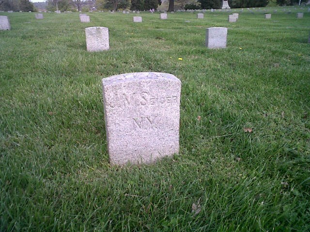 Plant, Cemetery, Natural environment, Tree