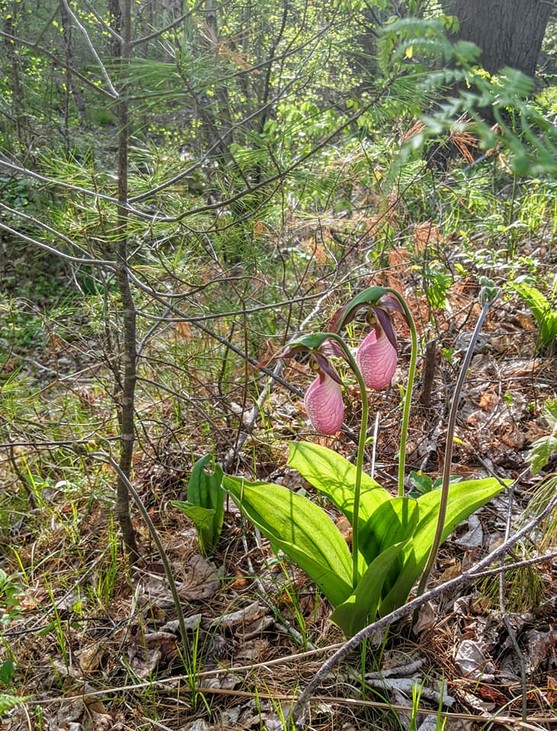 Lady's slippers.