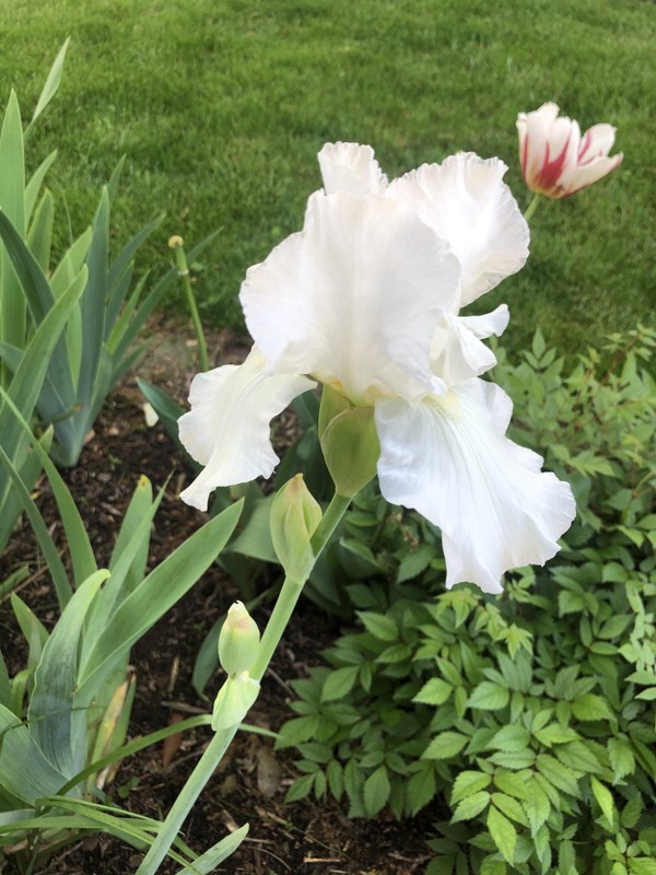 Flower, Plant, Petal, Terrestrial plant