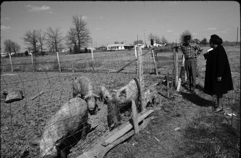 A woman in a black dress coat speaks with a man in plaid shirt and hat, outside a post-and-wire fence that pens in half a dozen pigs.