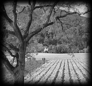 The vineyard in 1979, during the centennial (100th anniversary) of winemaking at Inglenook