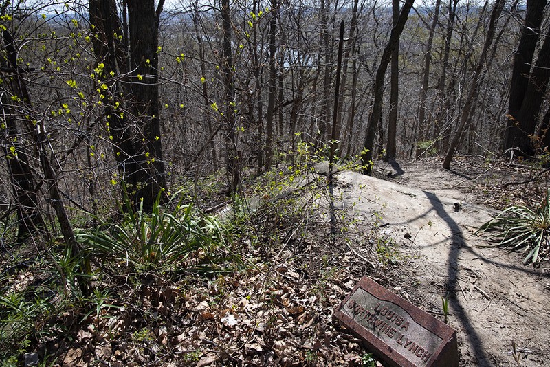 Plant, Plant community, Natural landscape, Tree