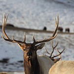 Jackson Herd Elk in winter refuge