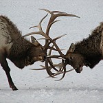 Elks fighting for mate on the refuge