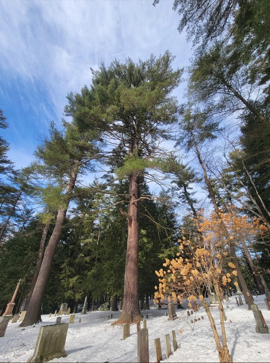 Cloud, Sky, Branch, Larch