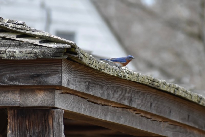 Wood, Twig, Bird, Brickwork