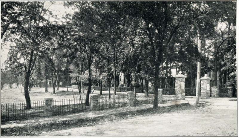 Plant, Tree, Fence, Trunk