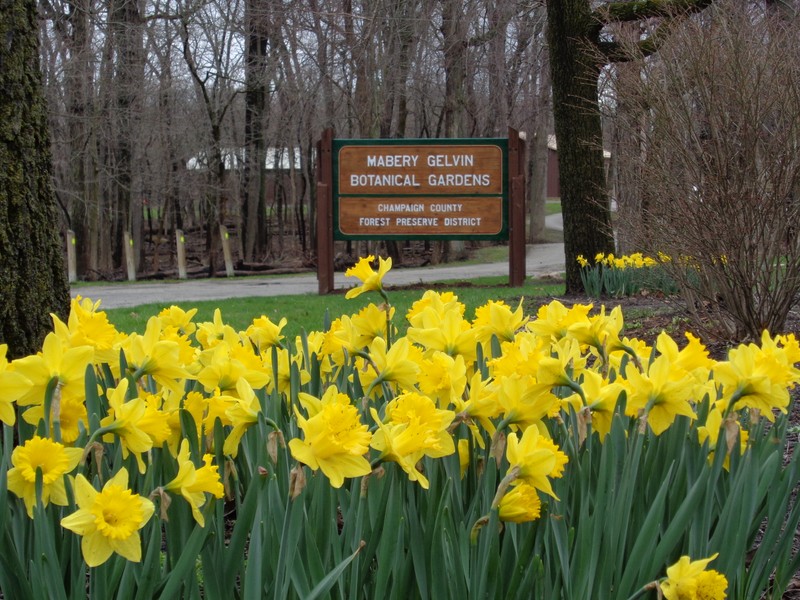 Daffodils in Botanical Garden 