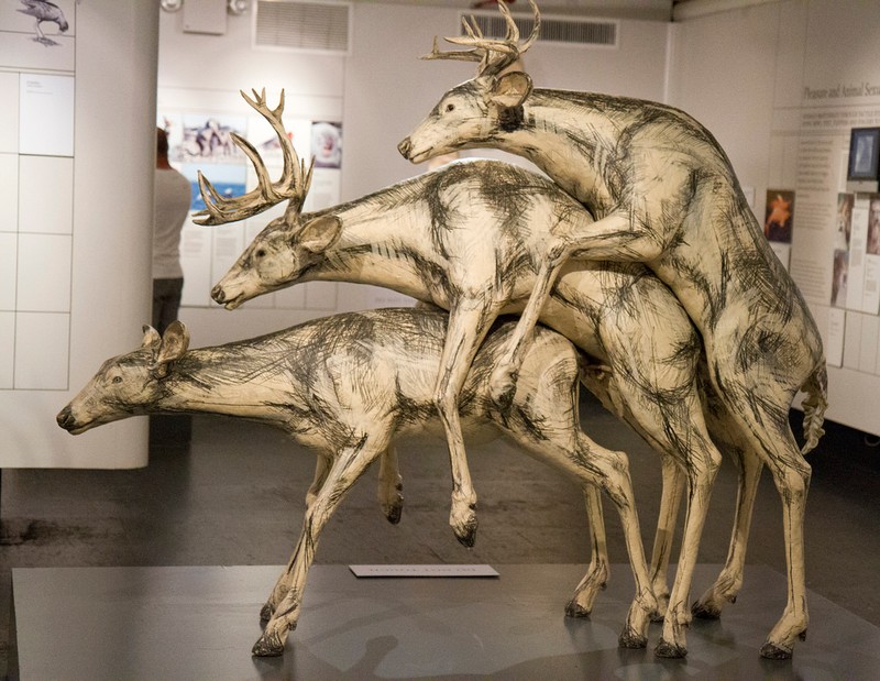 "The Sex Lives of Animals" displays  an "uncensored display of the birds and the bees."