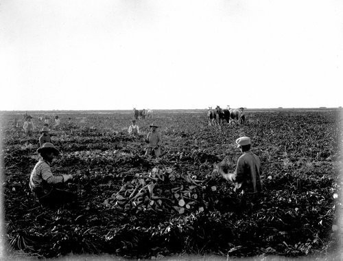 Mexican laborers harvesting beets in Finney County, Kansas