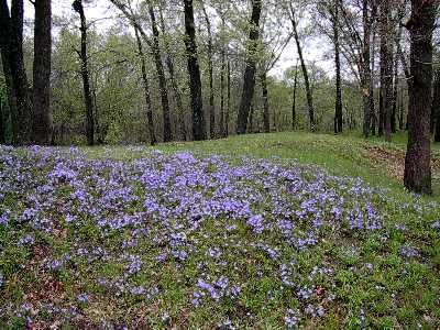 Flower, Plant, Tree, Natural landscape