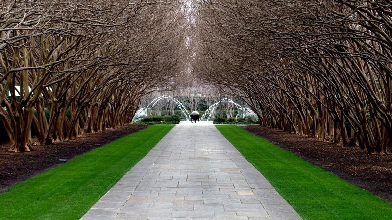 This long archway of trees is just one of the unique features at the arboretum.  