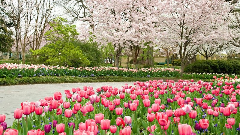 Dallas Blooms is a very appropriate name for the arboretum's spring festival as evidenced by this photo.  