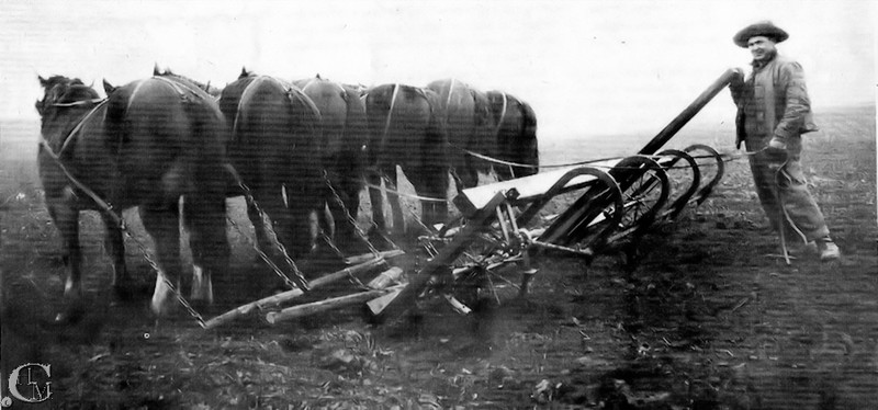 The rotary rod weeder being pulled by a team of horses.