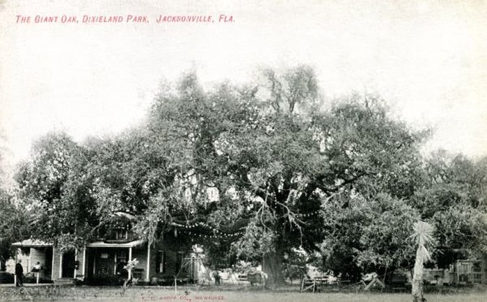 Treaty Oak, covered in lights when it was part of Dixieland Amusement Park, 1907-1916