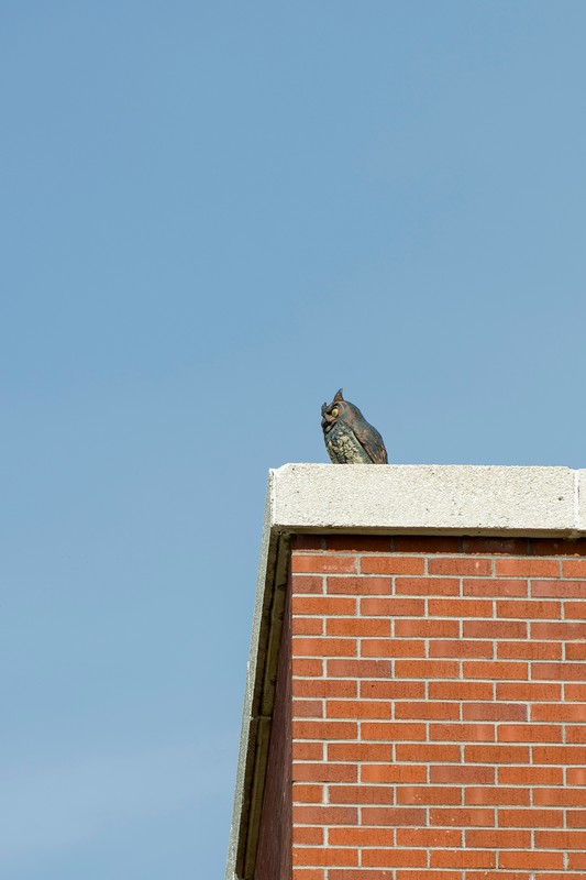 The fake owl located in the southeast corner of the library was added when the 1995 addition was finished. The owl's purpose is to keep the pigeons away.