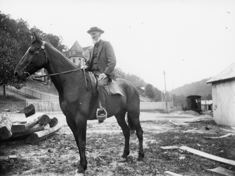 Horse, Horse tack, Working animal, Bridle